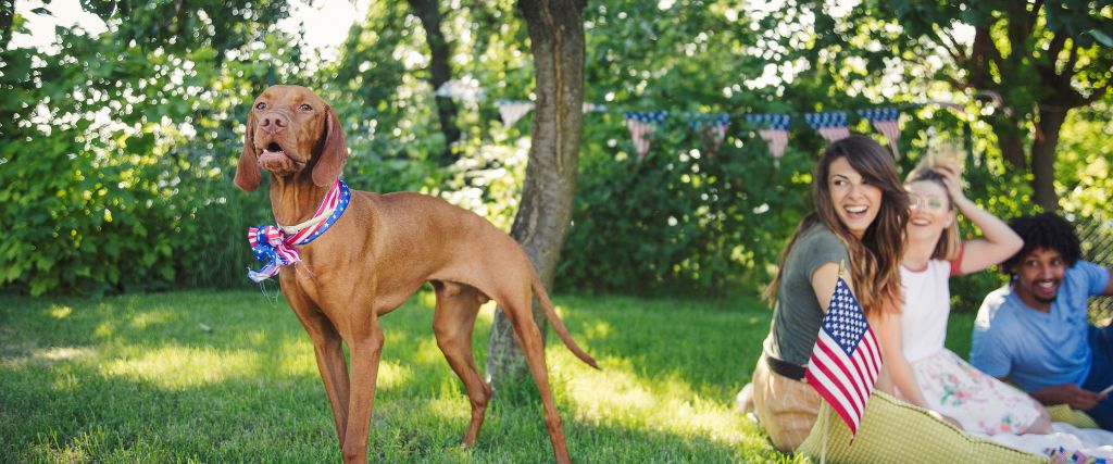 4 Ways to Spend the 4th of July with Your Furry Friends