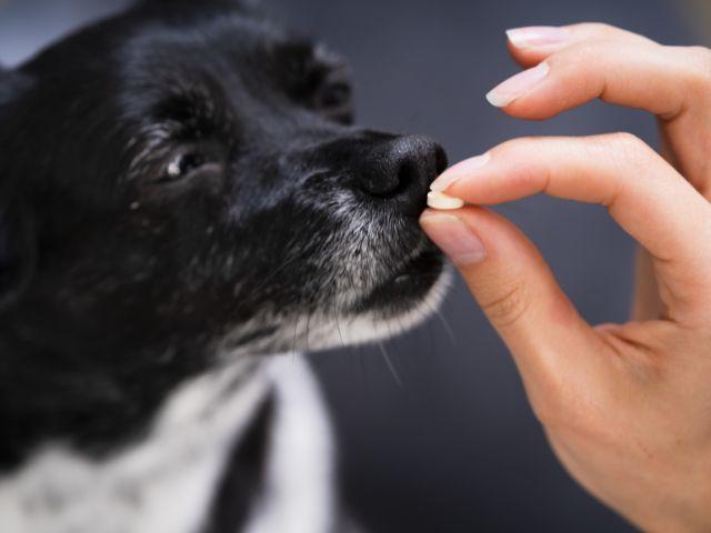 Pharmacy Owings Mills Veterinary Center