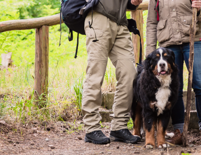 The Best Dog Breeds for Hiking