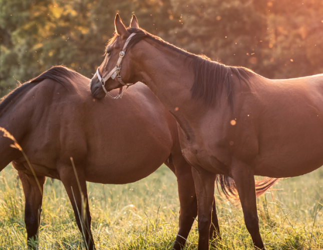 What to Expect When Your Mare is Expecting a Foal