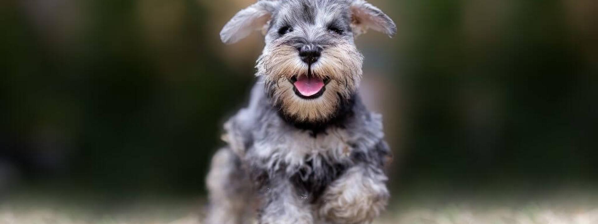 A small schnauzer puppy ready for a responsible puppy owner.